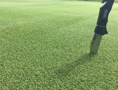 Prizm Zoysia, Cherokee Plantation