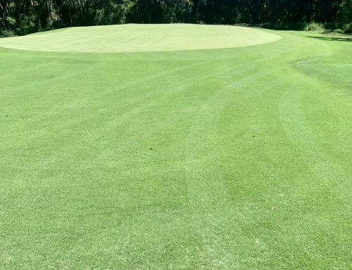 Prizm Zoysia, Cherokee Plantation